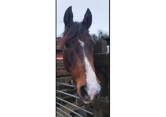 Voucher Template 11717