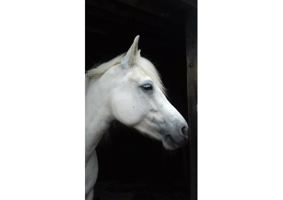 Voucher Template 11720